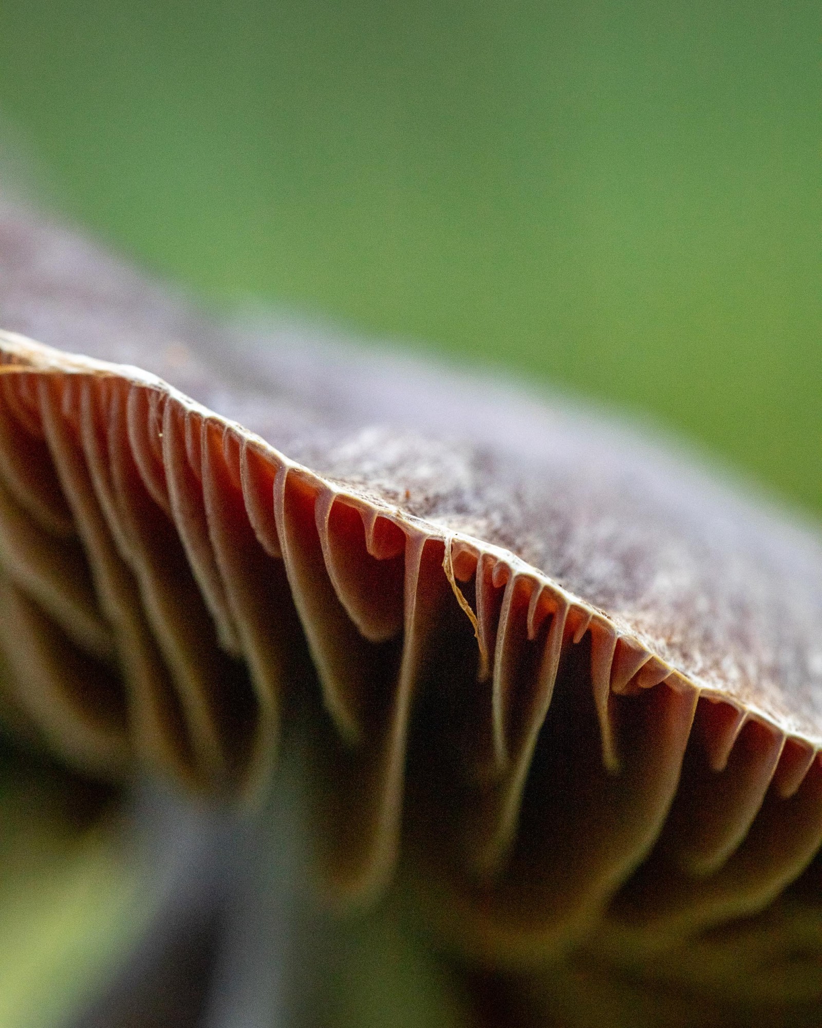 Cortinarius evernius