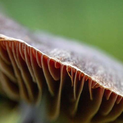 Cortinarius evernius