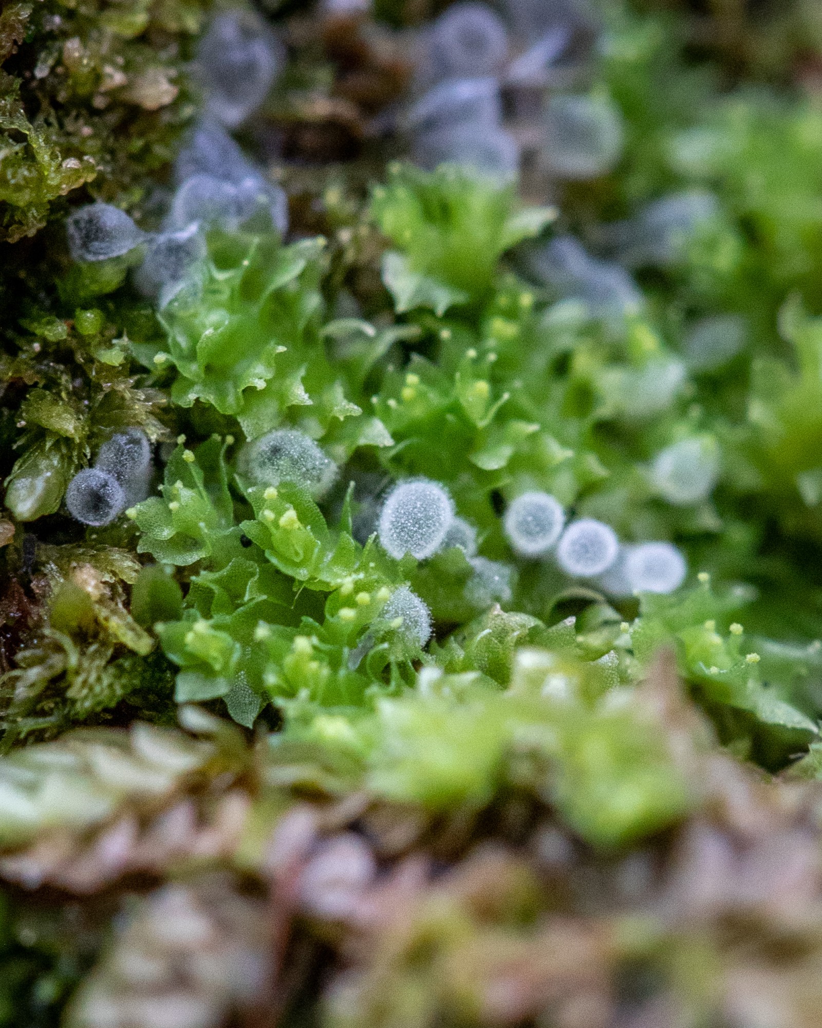 Ceratiomyxa fruticulosa