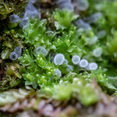 Ceratiomyxa fruticulosa