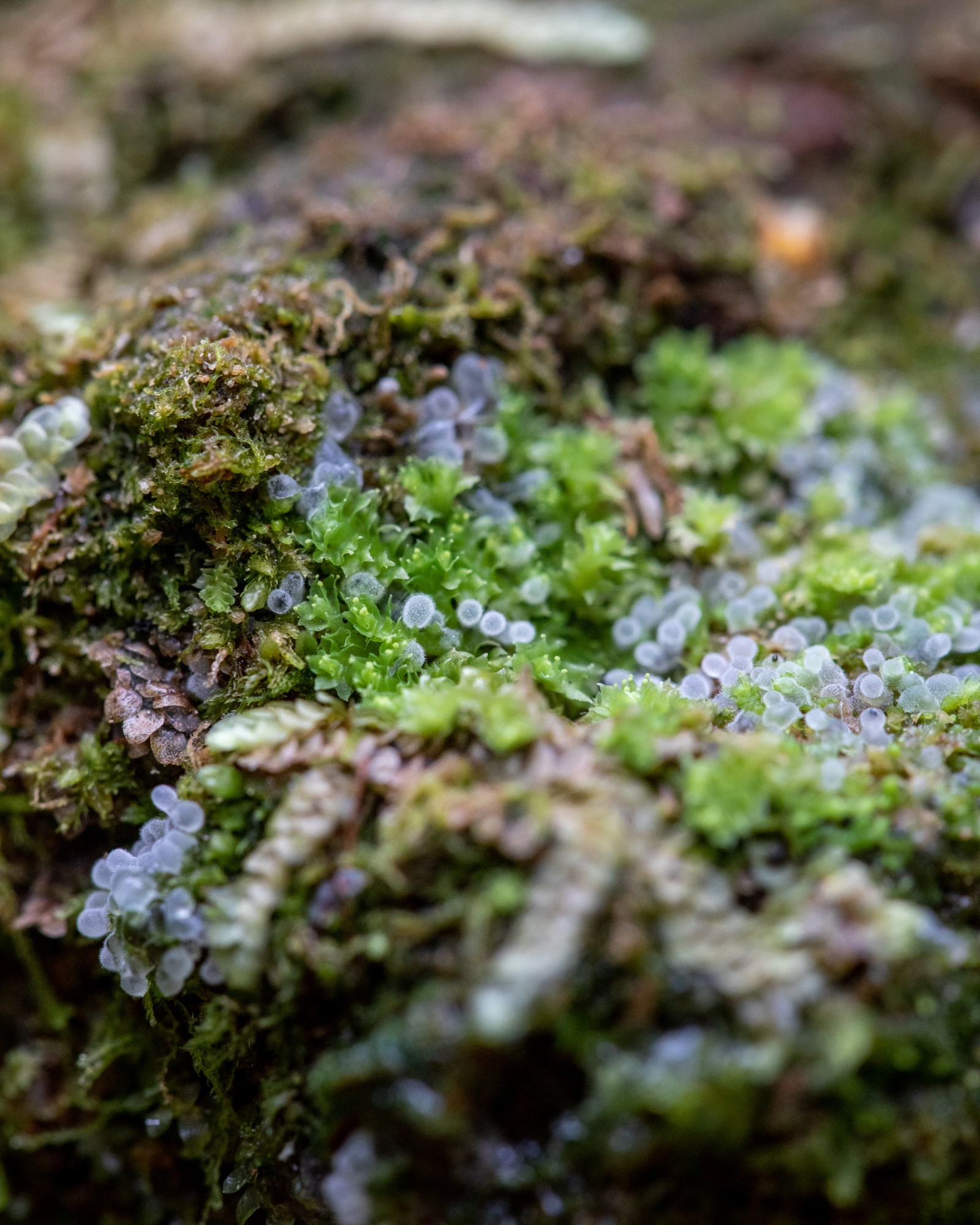 Ceratiomyxa fruticulosa