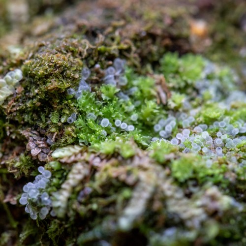 Ceratiomyxa fruticulosa