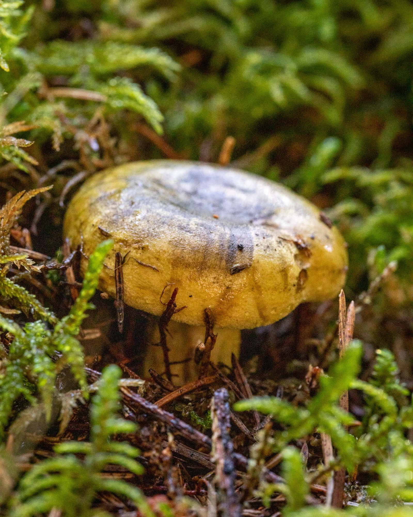 Lactarius turpis