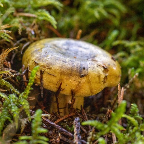 Lactarius turpis