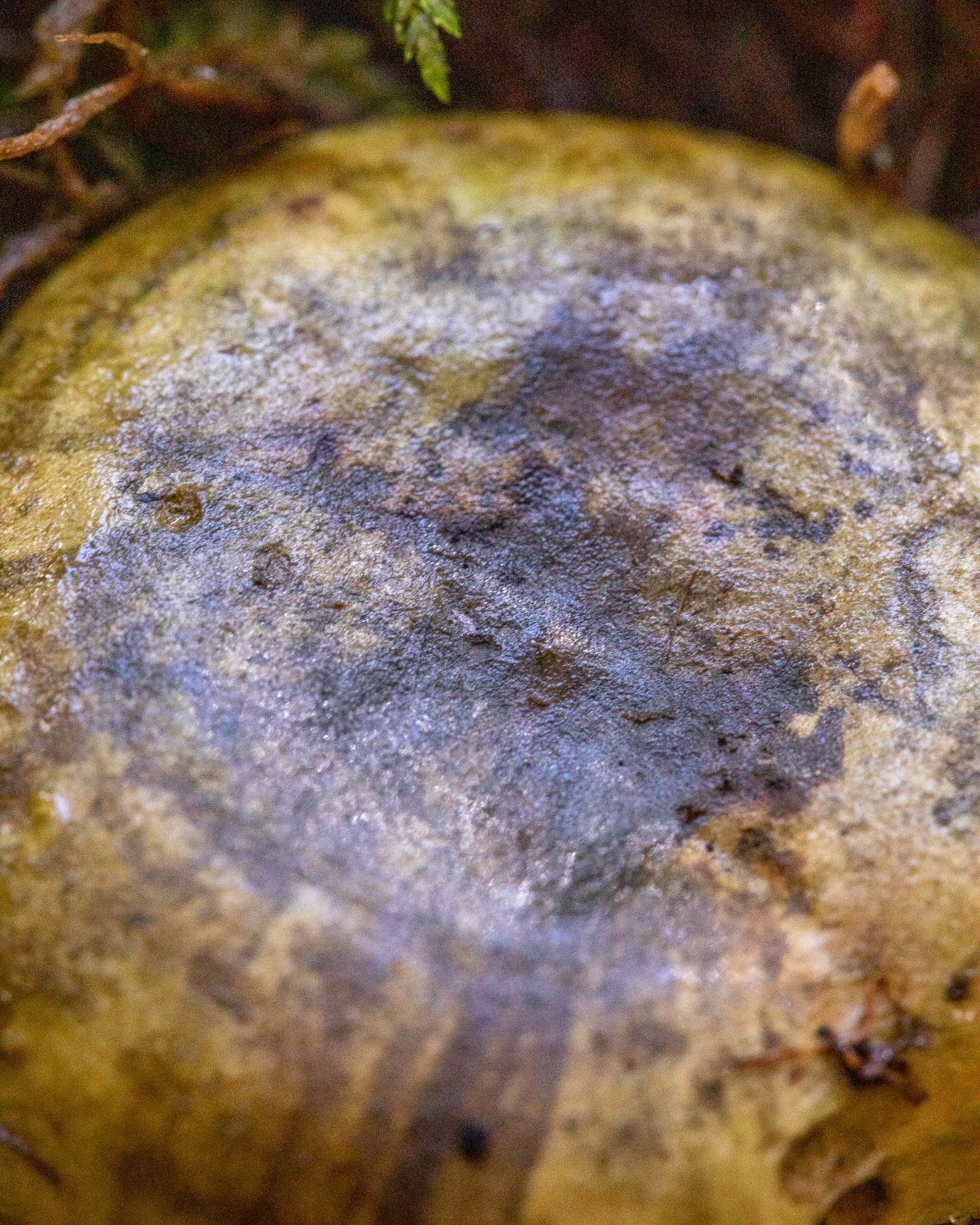 Lactarius turpis