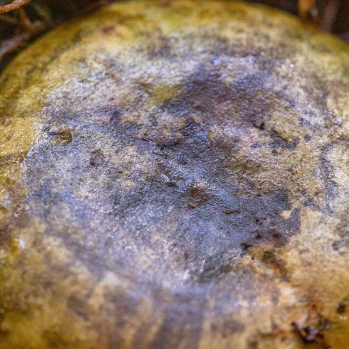Lactarius turpis