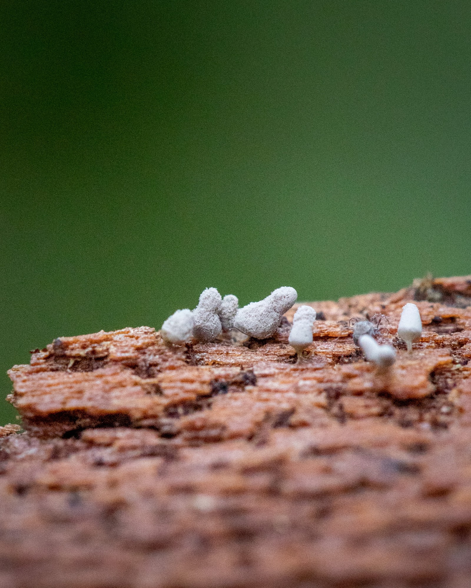 Arcyria sp.