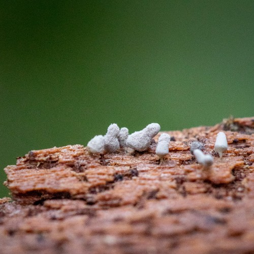 Arcyria sp.