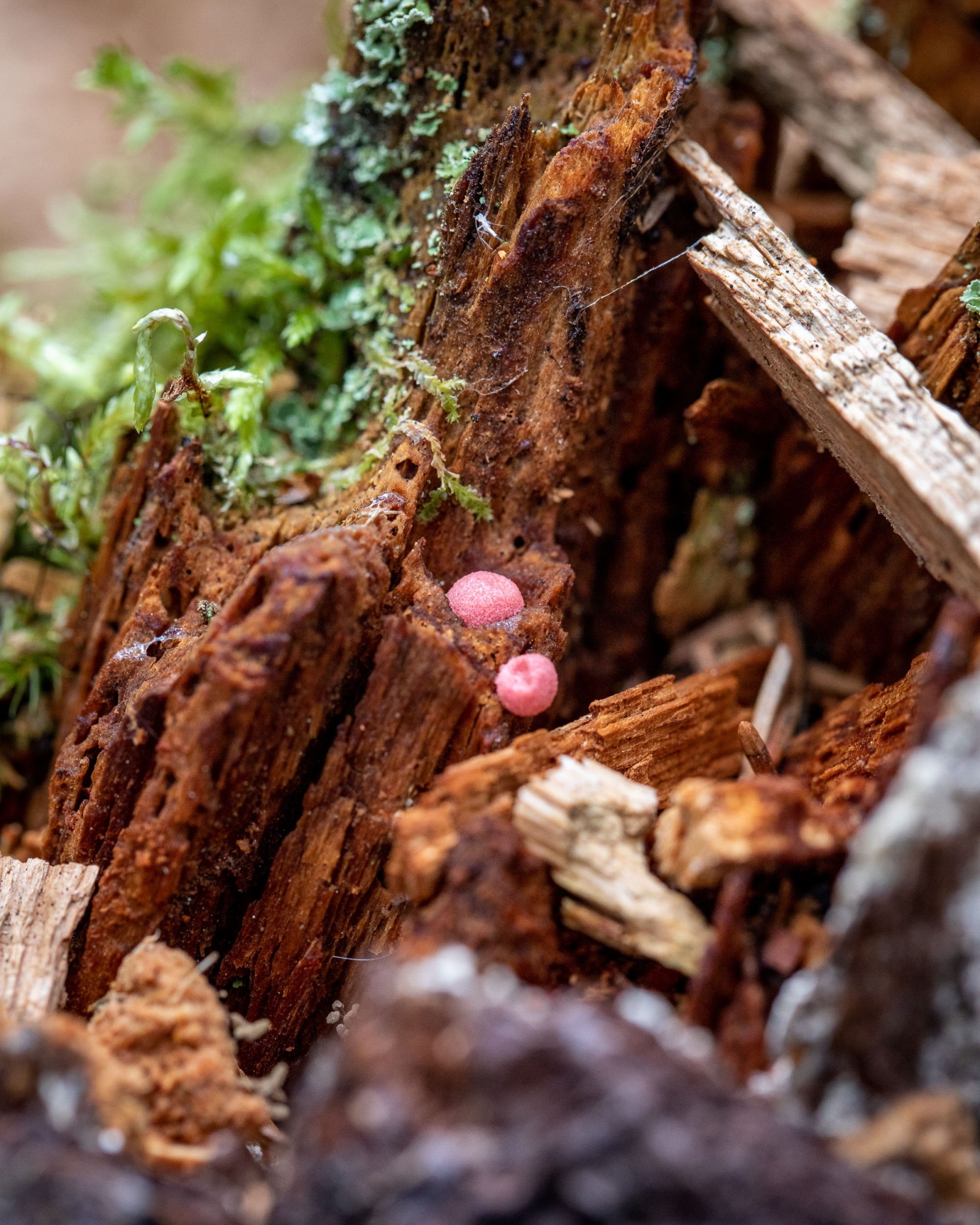 Lycogala epidendrum