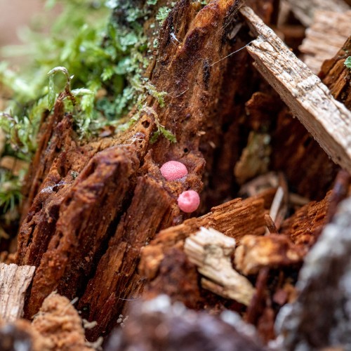 Lycogala epidendrum