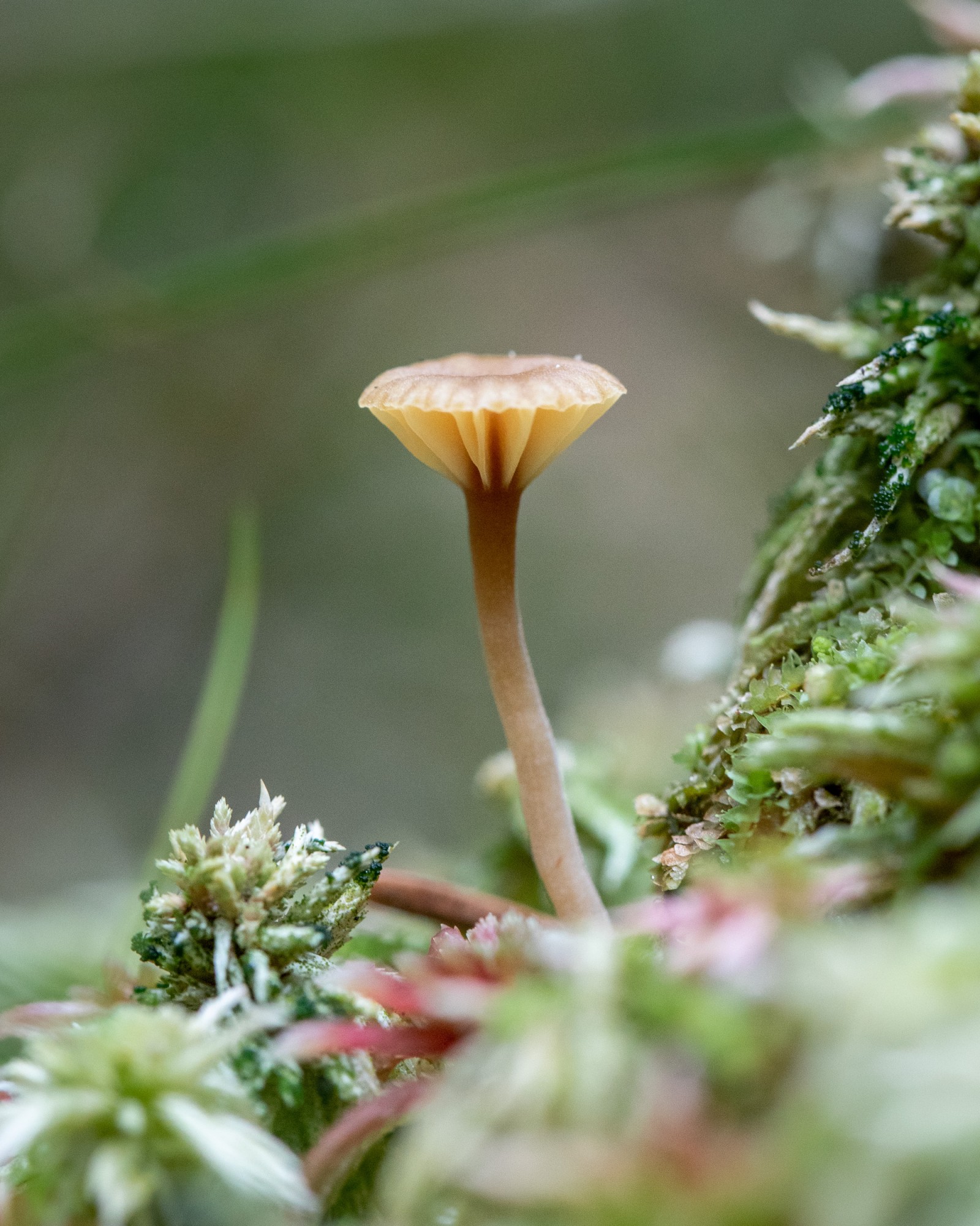 Lichenomphalia umbellifera