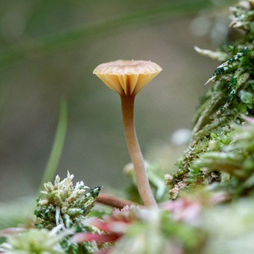 Lichenomphalia umbellifera