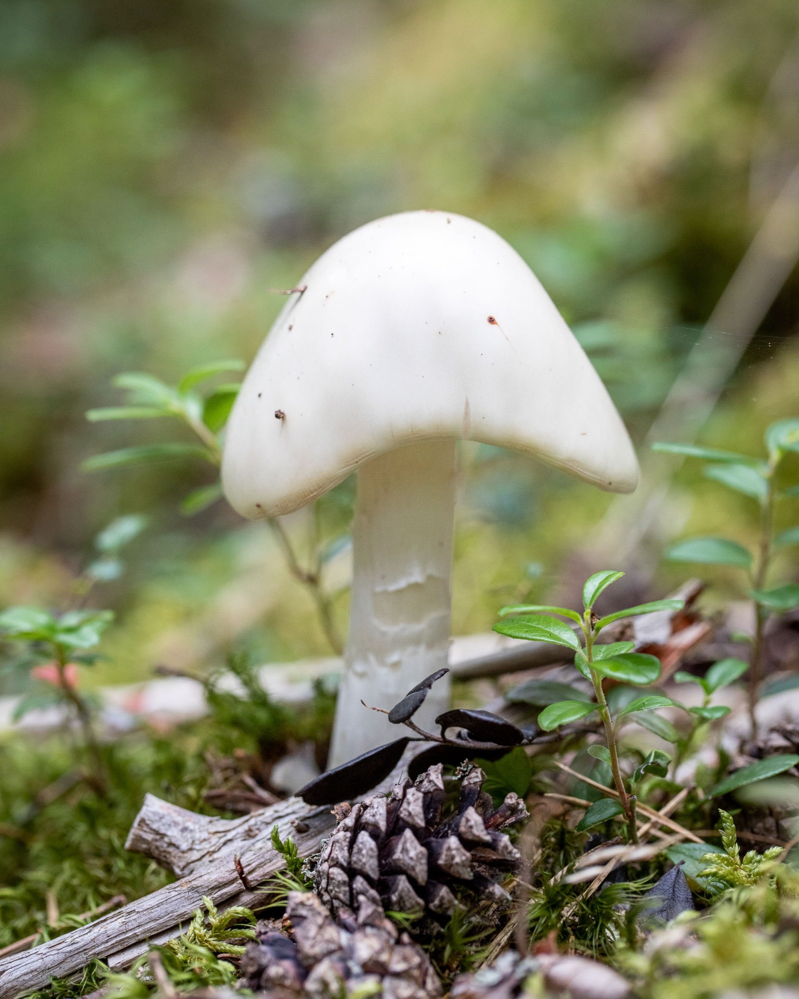 Amanita virosa