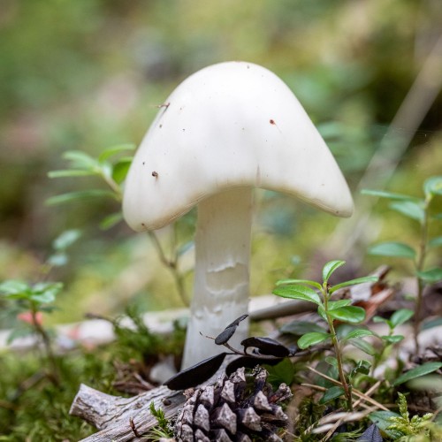 Amanita virosa