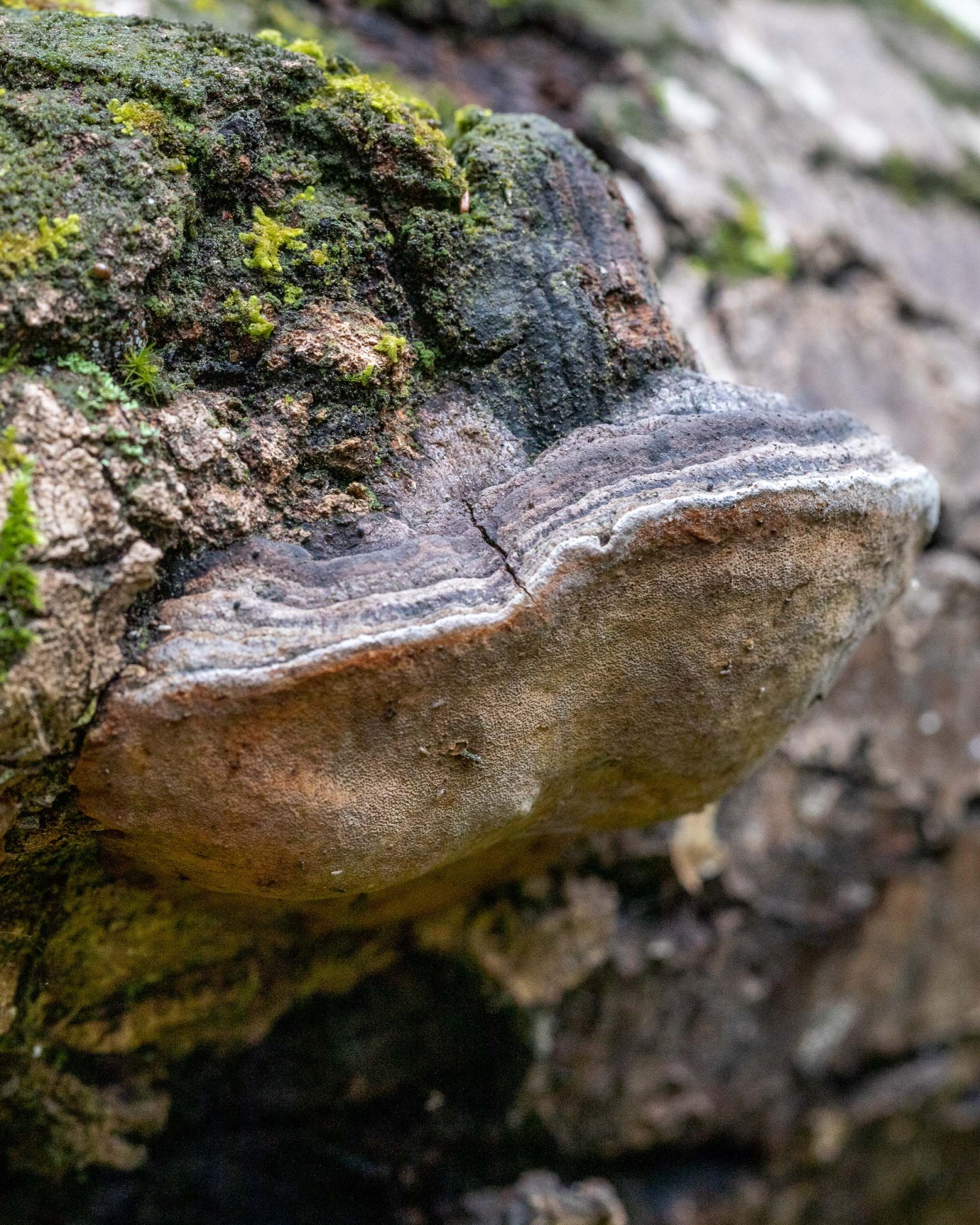 Phellinus tremulae