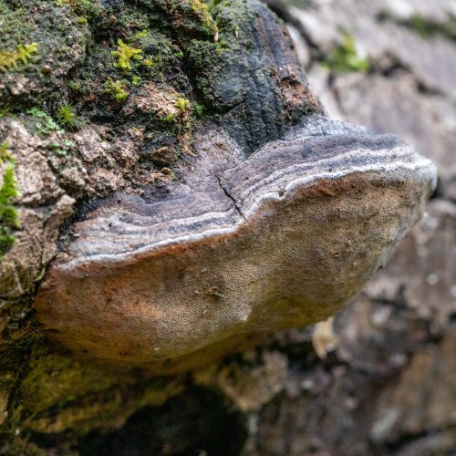 Phellinus tremulae