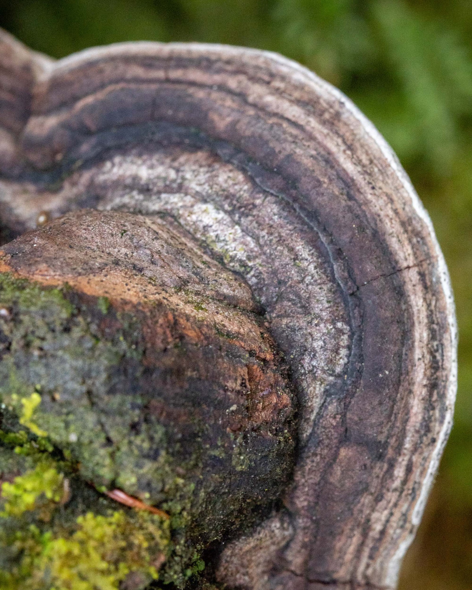 Phellinus tremulae