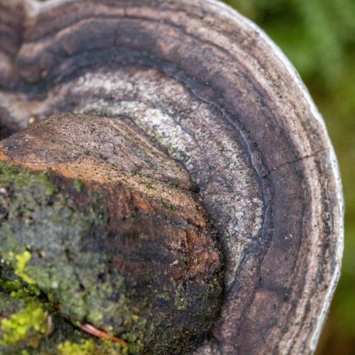 Phellinus tremulae