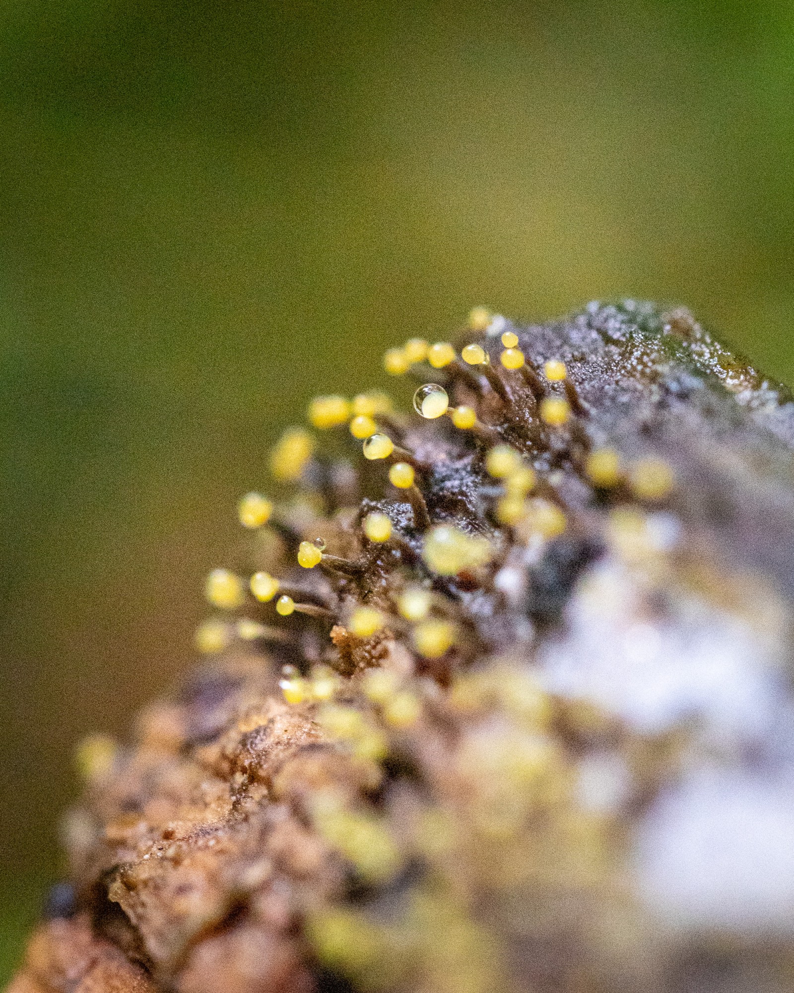 Vibrissea truncorum