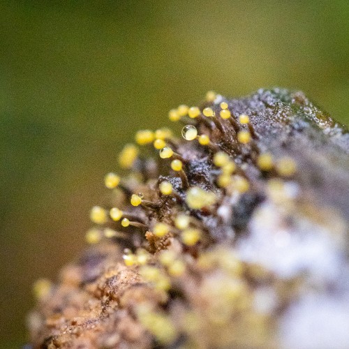 Vibrissea truncorum