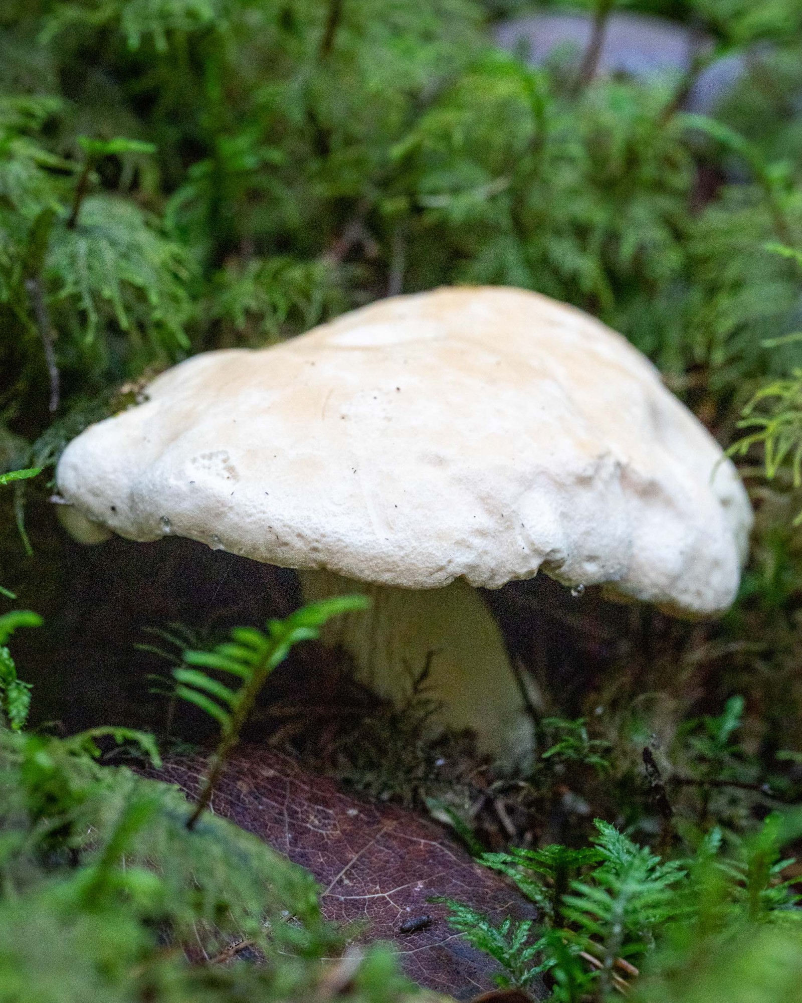 Hydnum repandum