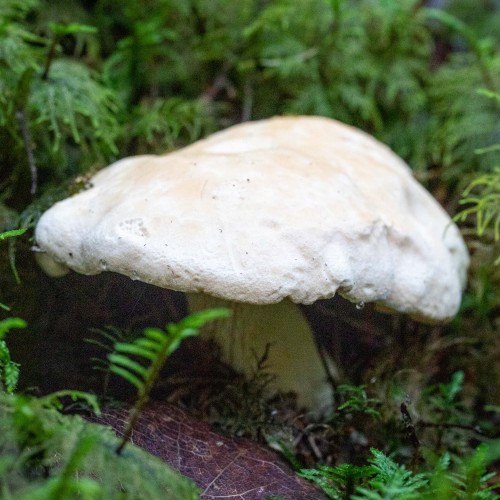 Hydnum repandum