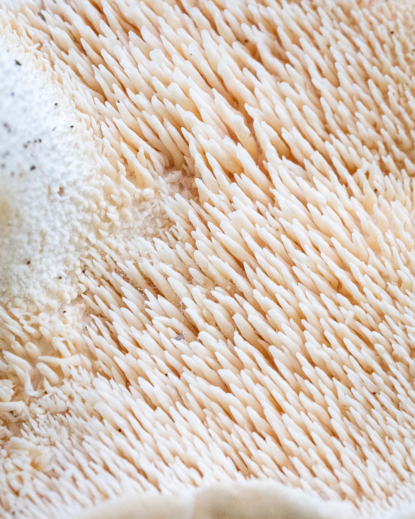 Hydnum repandum