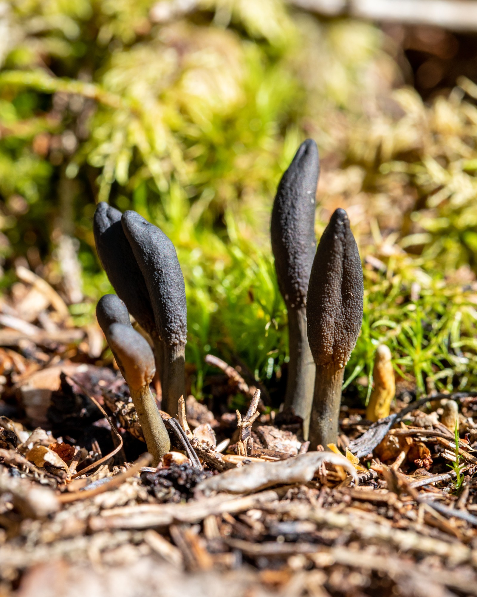 Geoglossum fallax