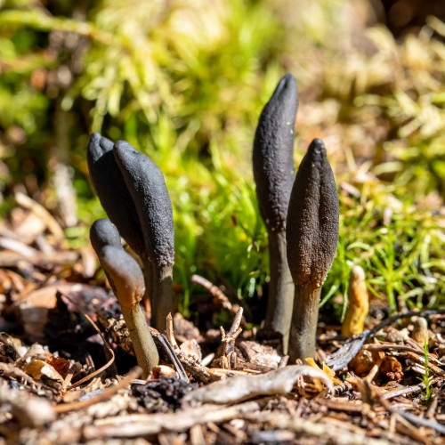 Geoglossum fallax