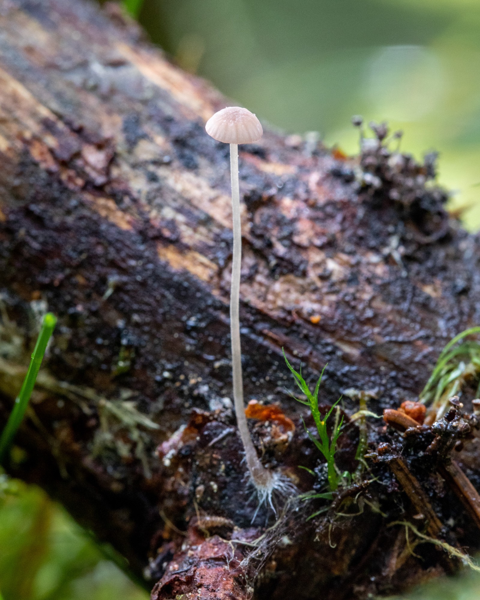Mycena sp.