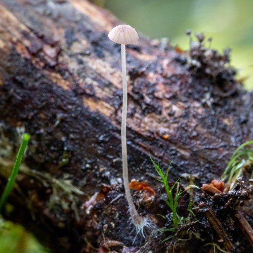 Mycena sp.