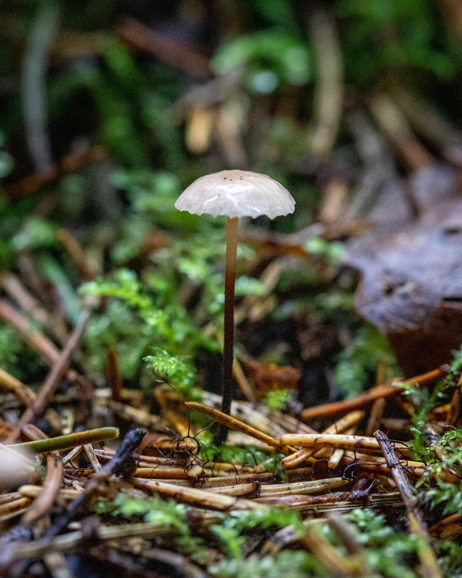 Marasmius rotula