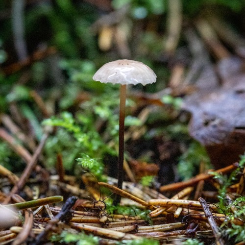 Marasmius rotula