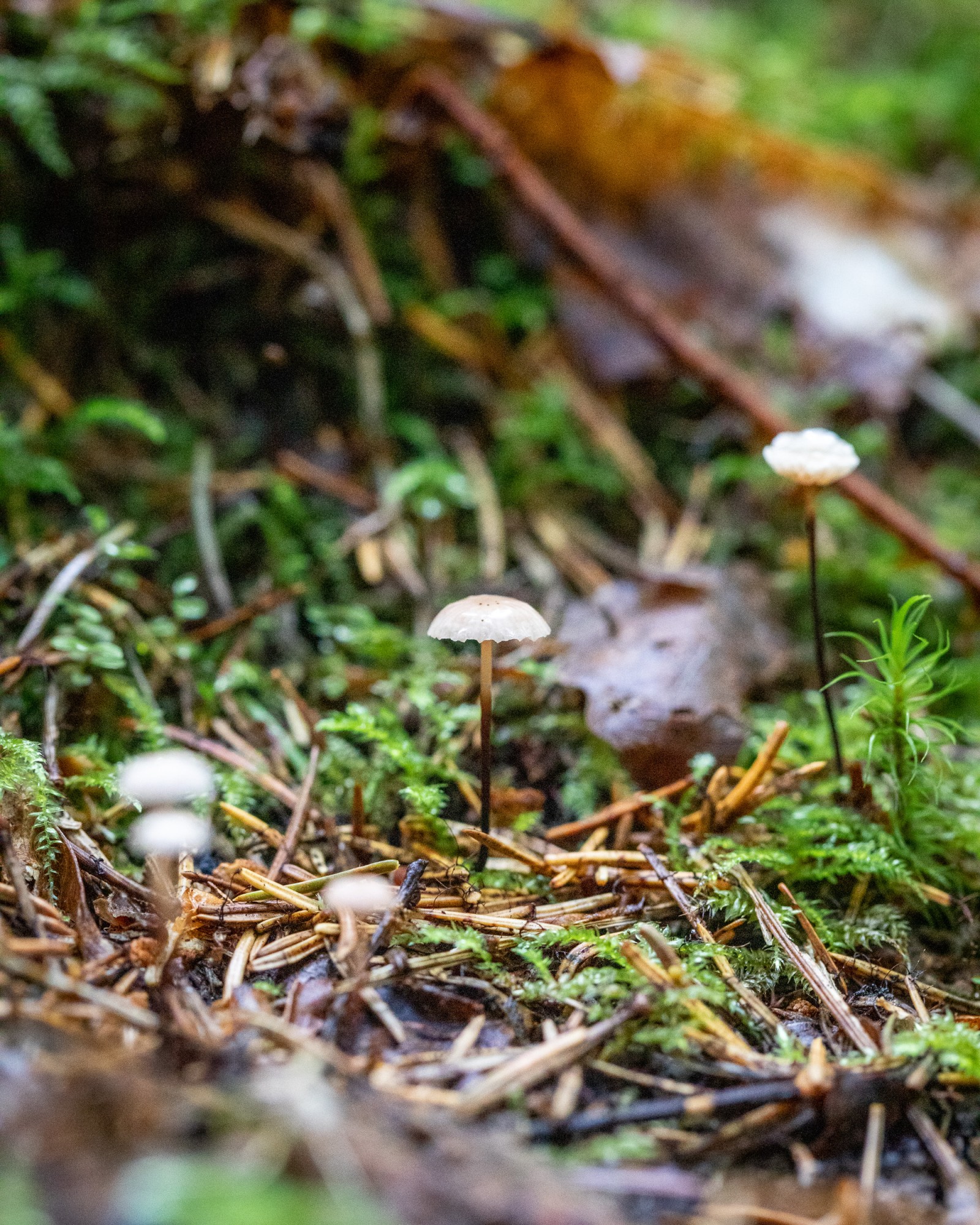 Marasmius rotula