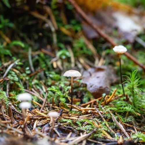 Marasmius rotula