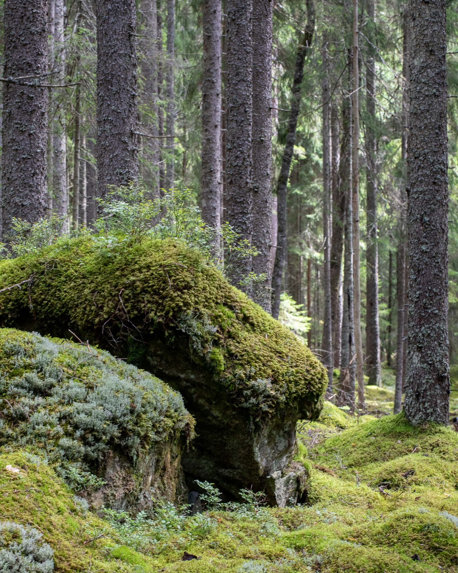 Limberget naturreservat