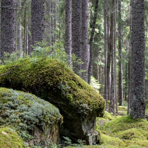 Limberget naturreservat