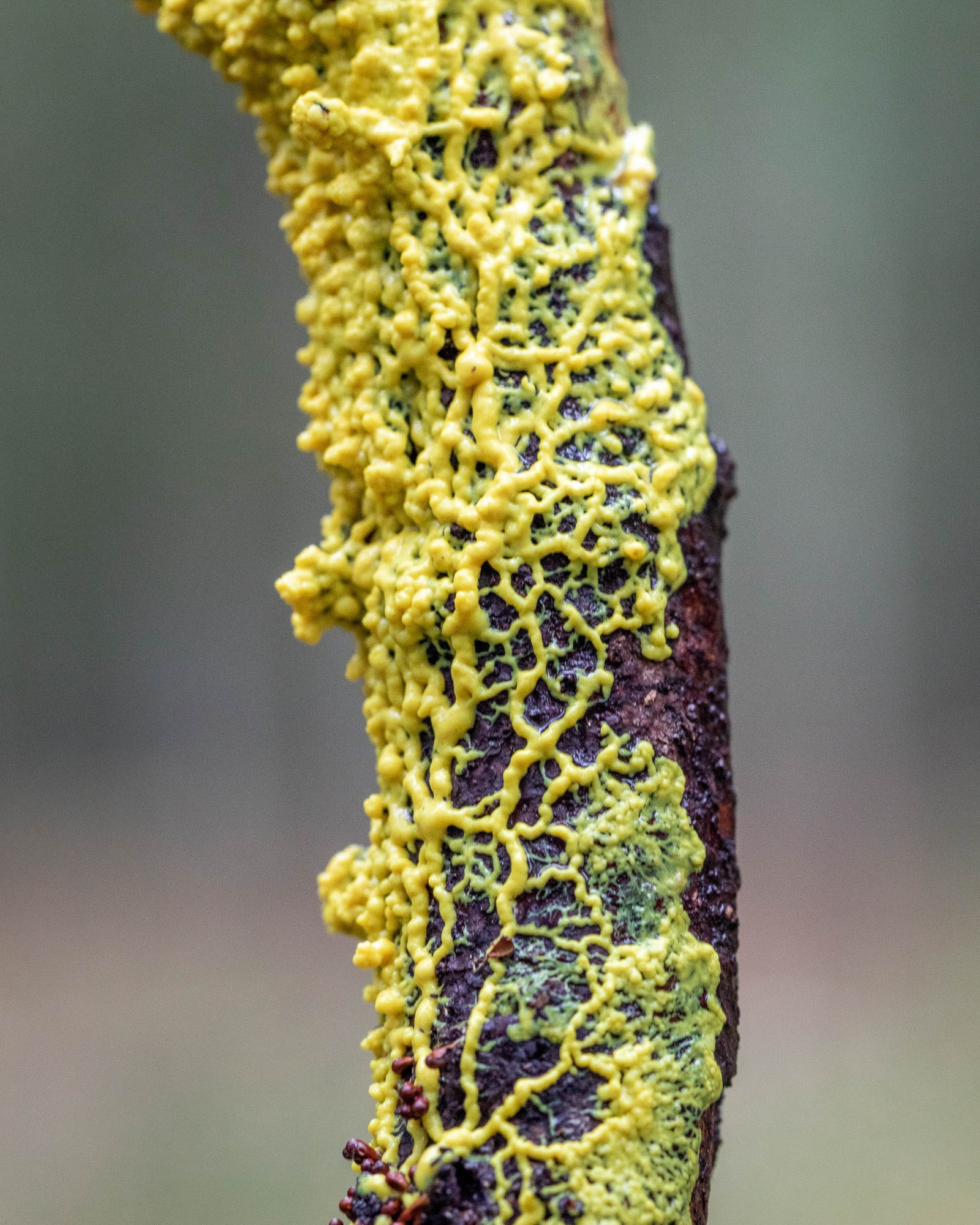 Leocarpus fragilis