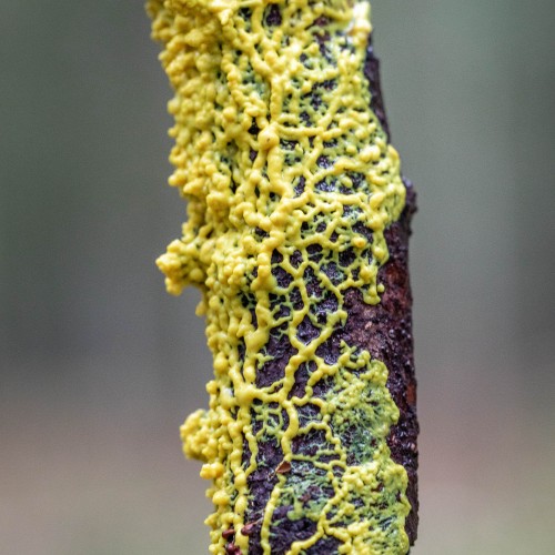 Leocarpus fragilis
