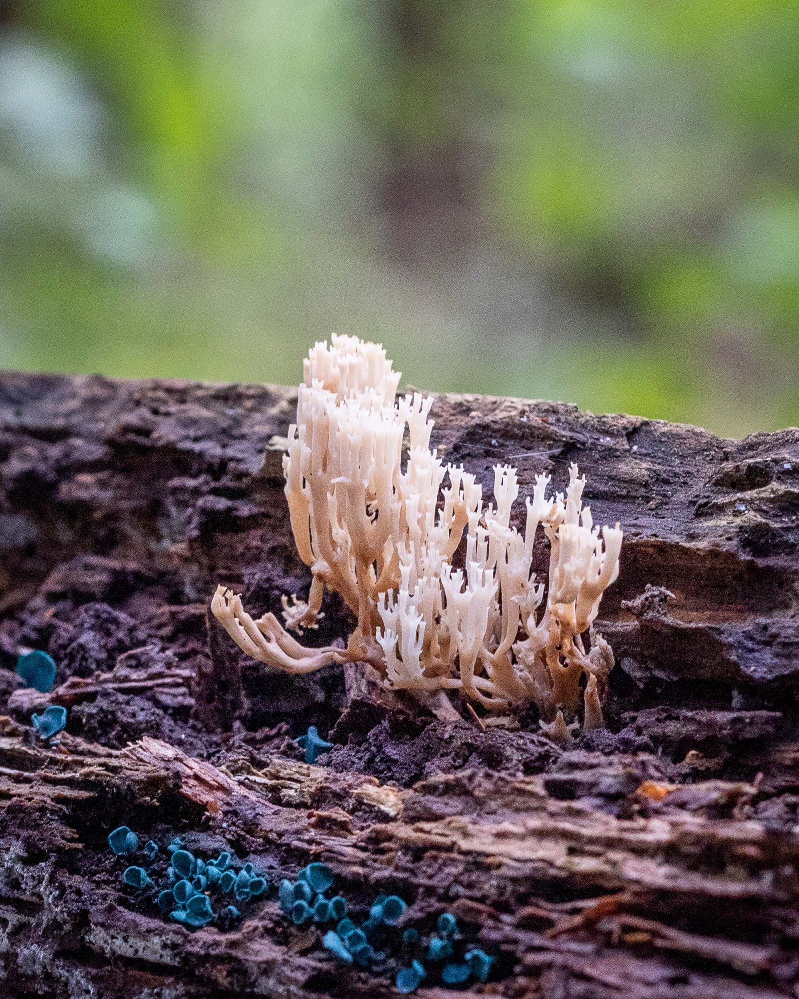 Artomyces pyxidatus