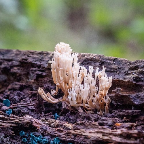 Artomyces pyxidatus