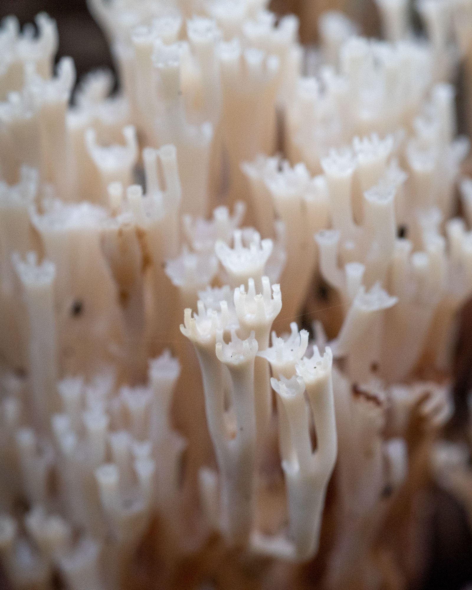 Artomyces pyxidatus