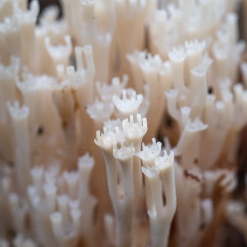 Artomyces pyxidatus