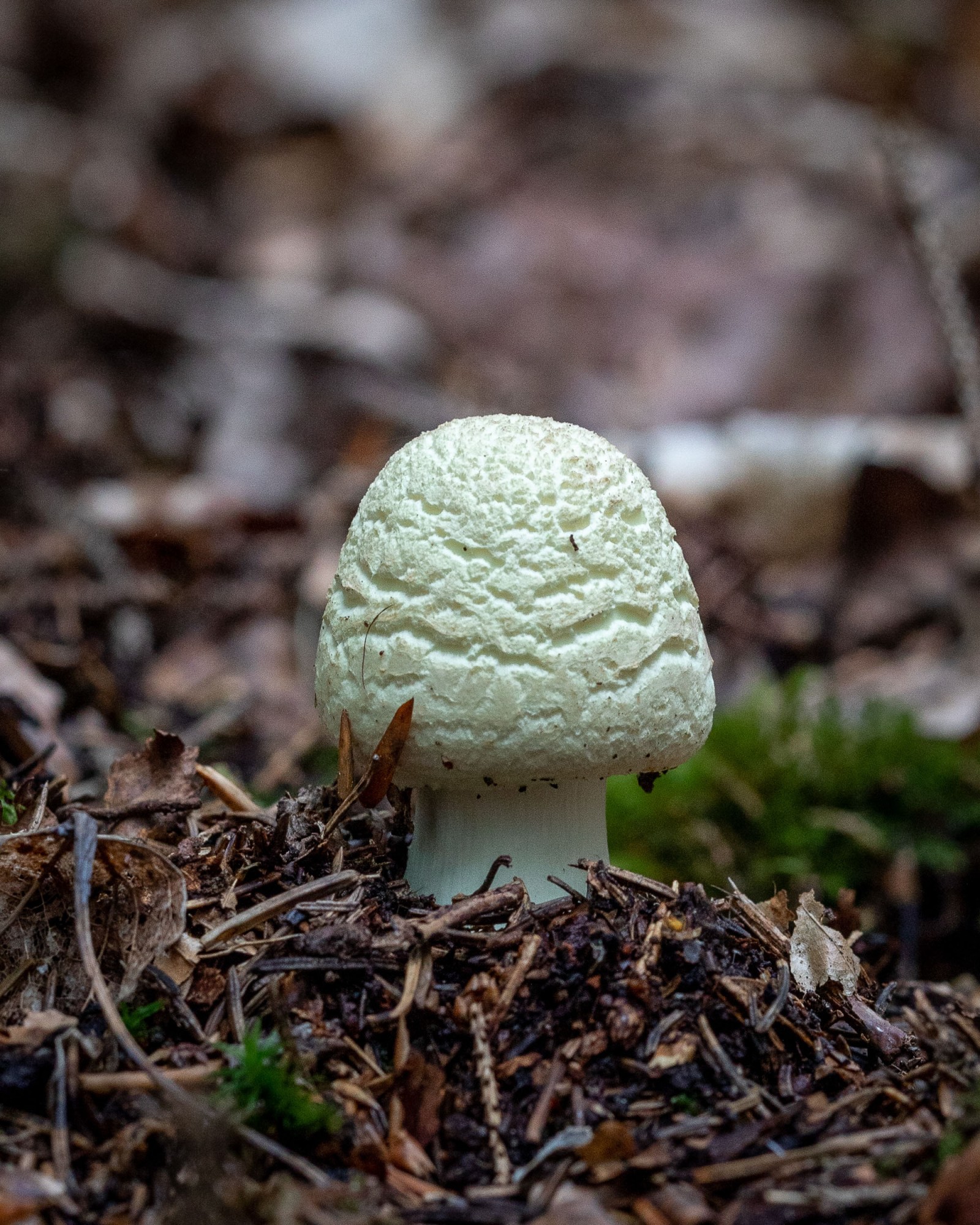 Amanita citrina