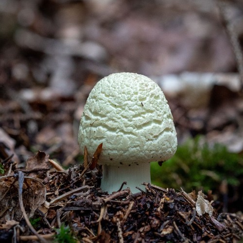 Amanita citrina
