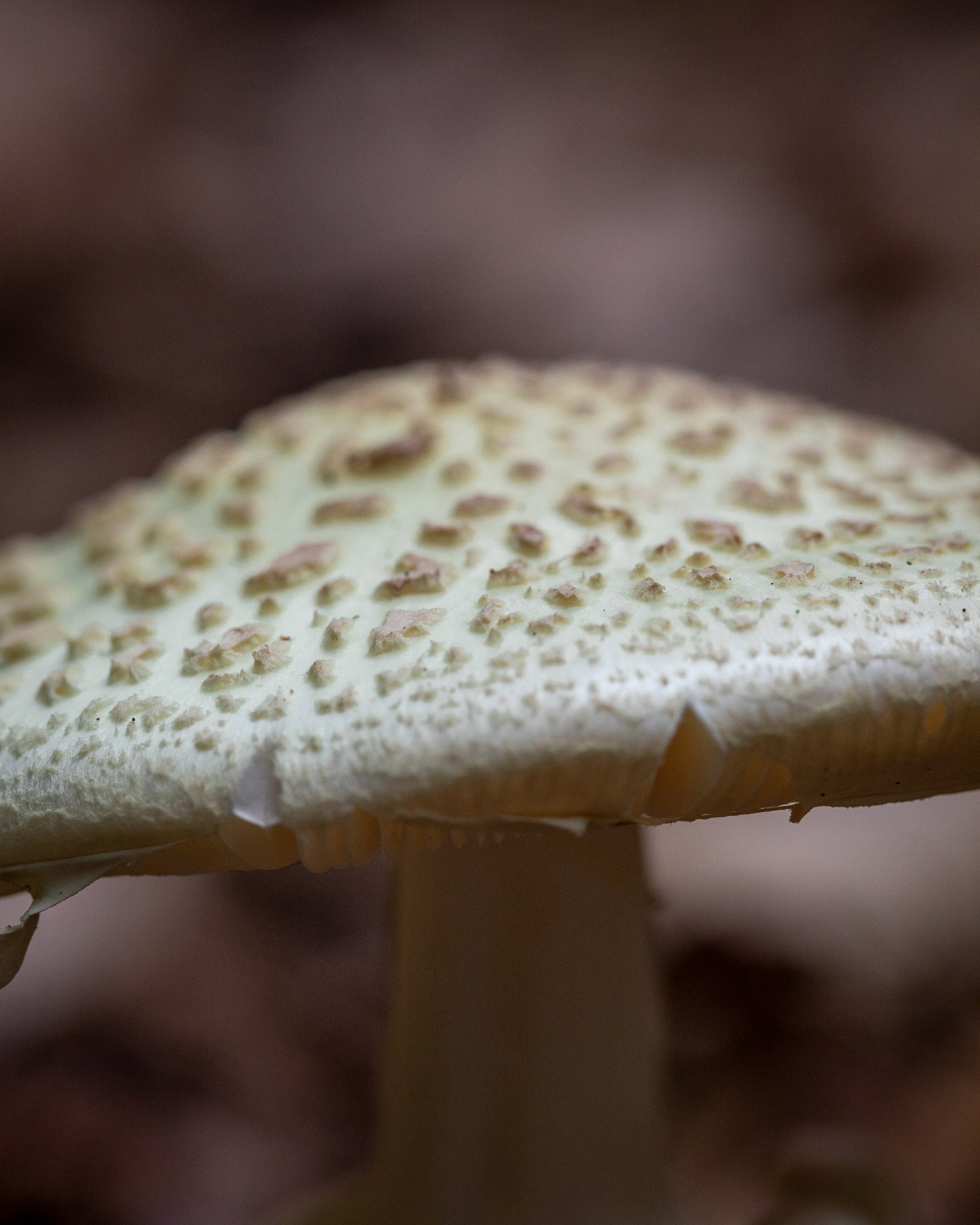 Amanita citrina