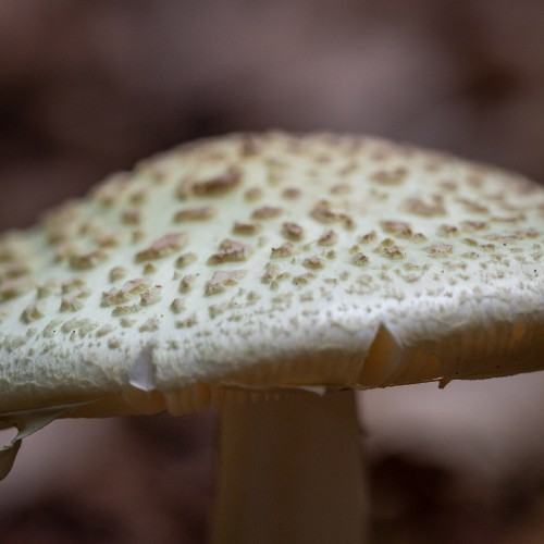Amanita citrina