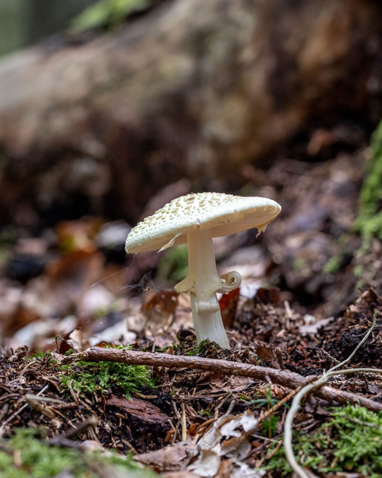 Amanita citrina