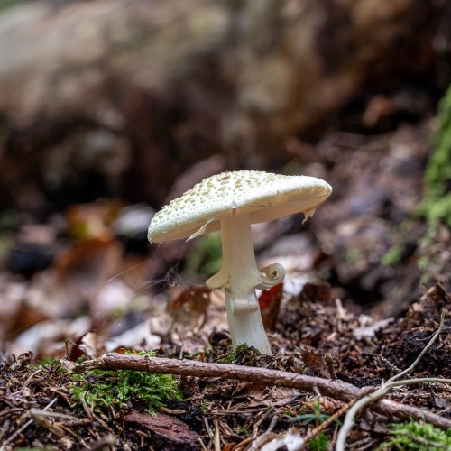 Amanita citrina