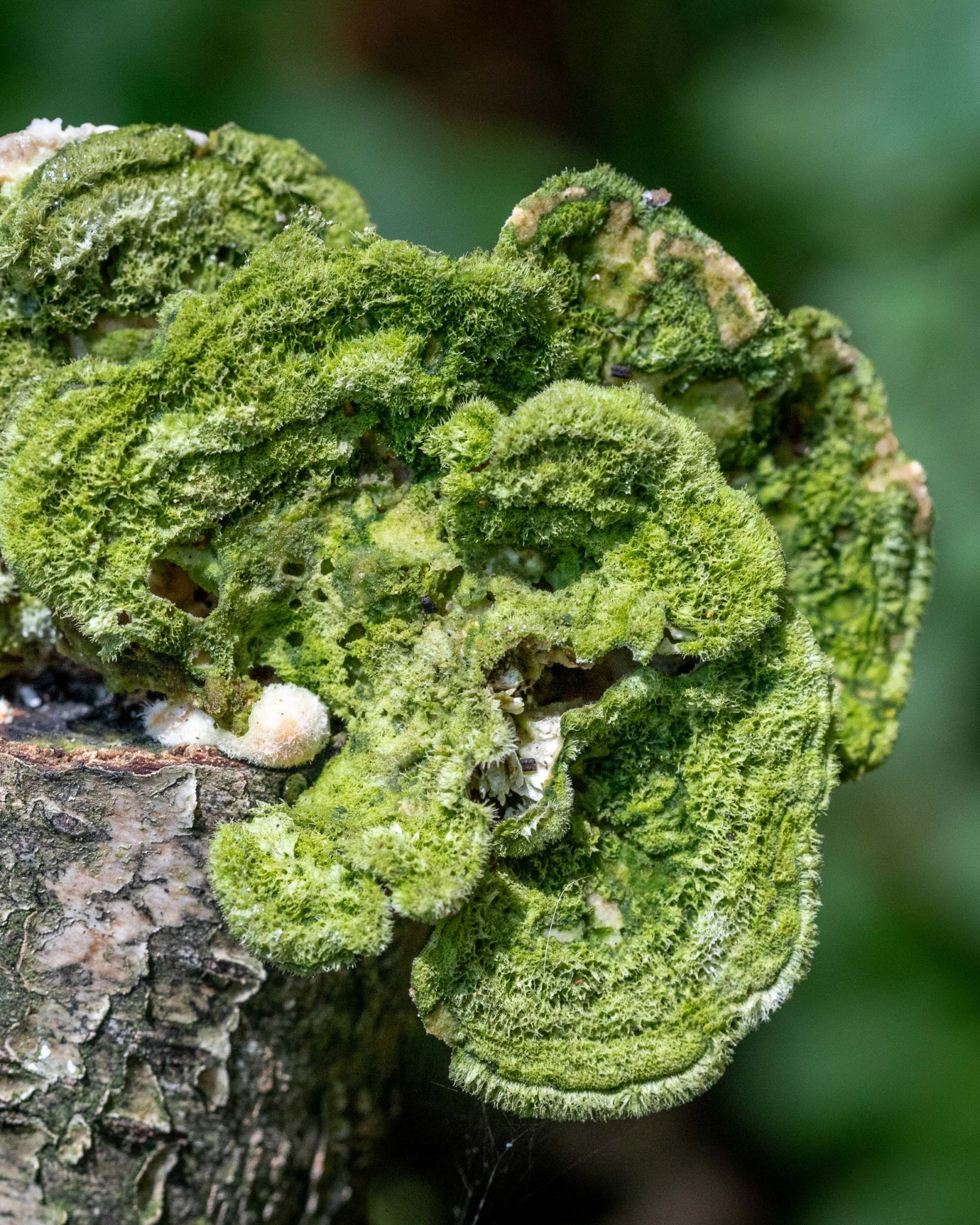 Cerrena unicolor